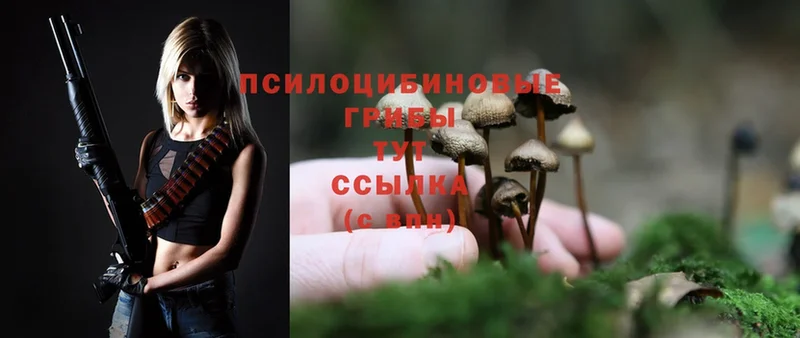 наркошоп  Хасавюрт  Псилоцибиновые грибы Cubensis 